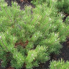Pinus mugo