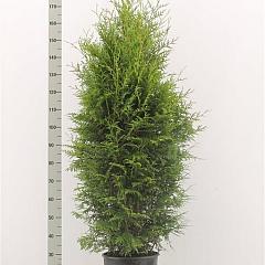 Thuja occ. 'Brabant'