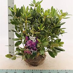 Rhododendron 'Catawb. Grandiflorum'
