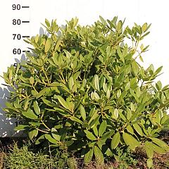 Rhododendron 'Catawb. Grandiflorum'