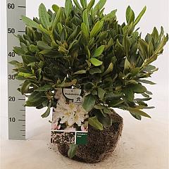 Rhododendron 'Cunningham's White'