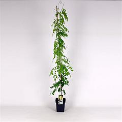 Wisteria sinensis 'Alba'