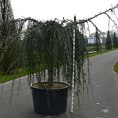 Cedrus libani 'Glauca Pendula'