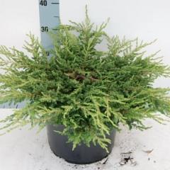 Juniperus comm. 'Repanda'