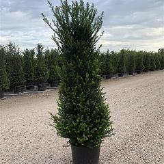 Taxus baccata