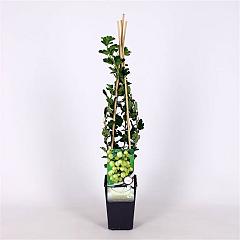 Ribes u.-c. 'Invicta'