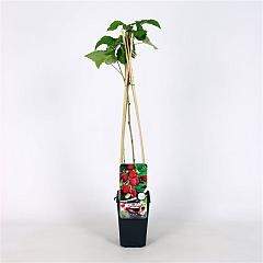 Rubus idaeus 'Glen Ample'