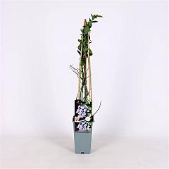 Vaccinium cor. 'Bluegold'