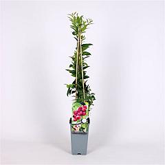 Vaccinium cor. 'Pink Lemonade'