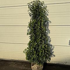 Prunus lusitanica 'Angustifolia'