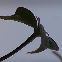 Cornus kousa chinensis