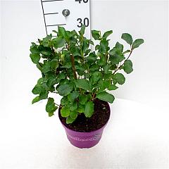 Amelanchier aln. 'Greatberry Farm' 