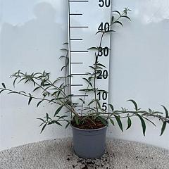 Buddleja d. 'Black Knight'