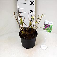 Buddleja d. 'Border Beauty'