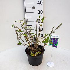 Buddleja d. 'Empire Blue'