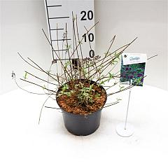 Buddleja d. 'Nanho Purple'