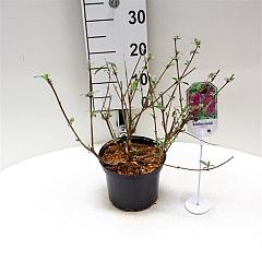 Buddleja d. 'Pink Delight'