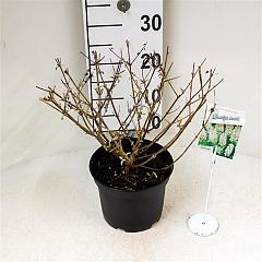 Buddleja 'White Ball'