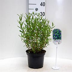 Caryopteris cland. 'Kew Blue'