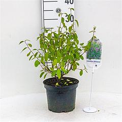 Ceanothus del. 'Henri Défossé'