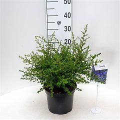 Ceanothus 'Julia Phelps'