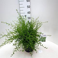 Ceanothus 'Millerton Point'