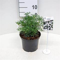 Choisya ternata White Dazzler