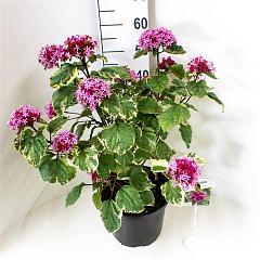 Clerodendrum bungei 'Pink Diamond'