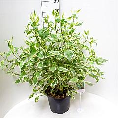 Cornus alba 'Elegantissima'