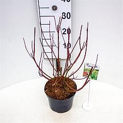 Cornus alba 'Gouchaultii'