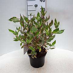 Cornus alba 'Miracle' 