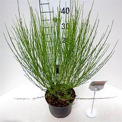 Cytisus 'Roter Favorit'