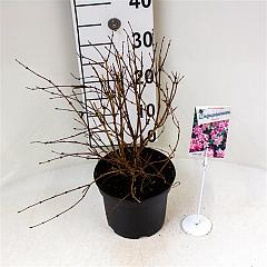 Deutzia purp. 'Kalmiiflora'