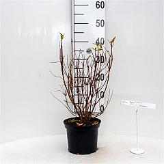 Deutzia scabra 'Codsall Pink'