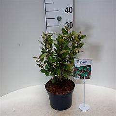 Elaeagnus ebb. 'Compacta'