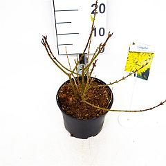 Forsythia int. 'Flojor'