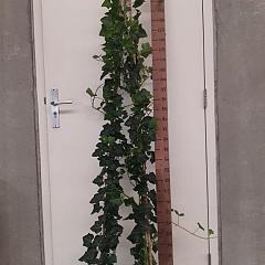 Hedera hibernica