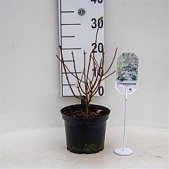 Hydrangea pan. 'Baby Lace'