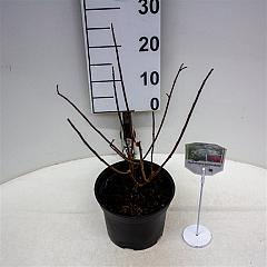 Hydrangea pan. 'Candlelight'