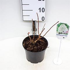 Hydrangea pan. 'Grandiflora'