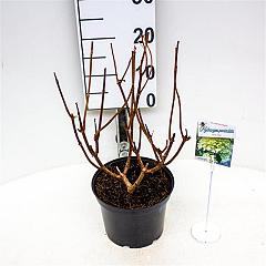 Hydrangea pan. 'Silver Dollar'