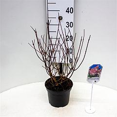 Hydrangea pan. 'Sundae Fraise'