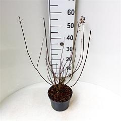 Hydrangea pan. 'Tardiva'