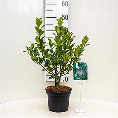 Ilex meserv. 'Heckenfee'