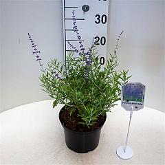 Perovskia atripl. 'Little Spire'