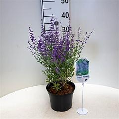 Perovskia 'Blue Spire'