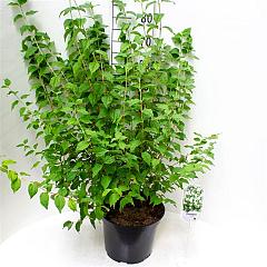 Philadelphus 'Belle Etoile'