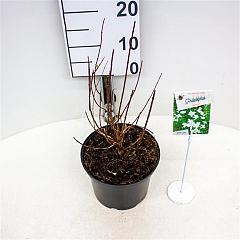 Philadelphus 'Lemoinei'