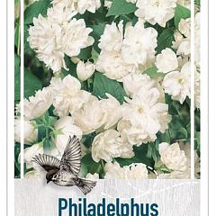 Philadelphus 'Virginal'