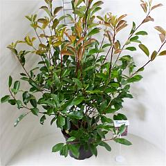 Photinia fraseri 'Red Robin'